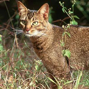 African Wild Cat