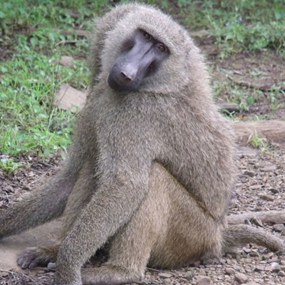 Baboon