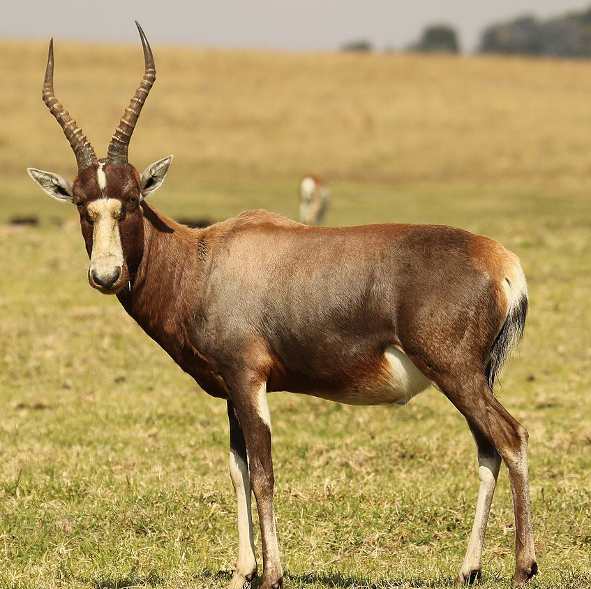 Blesbok