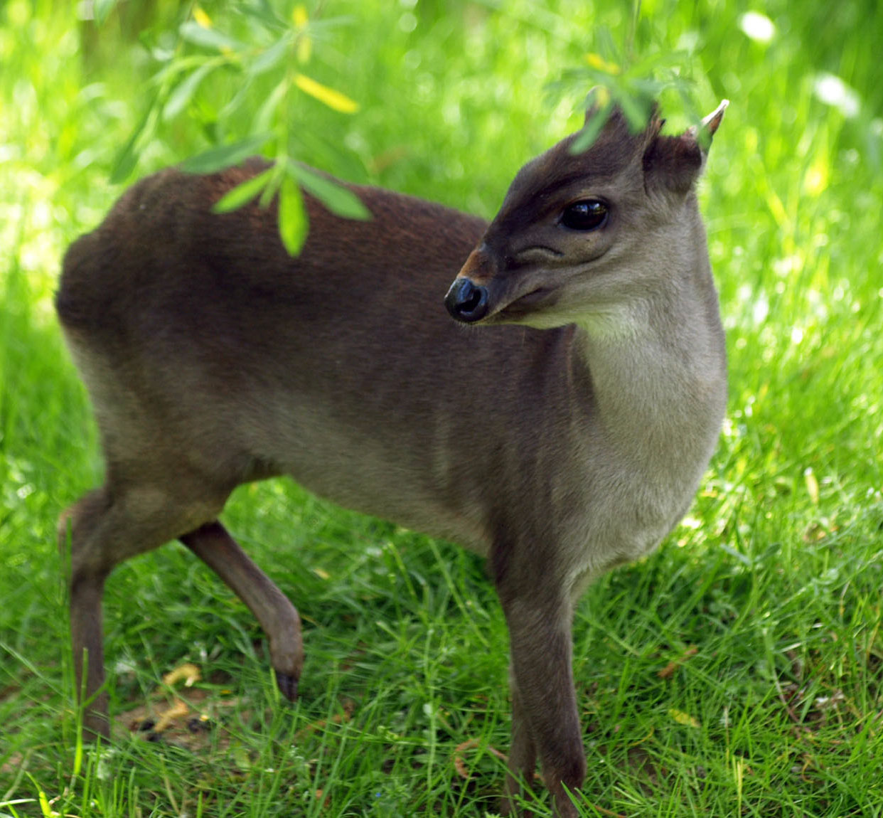 Blue Duiker