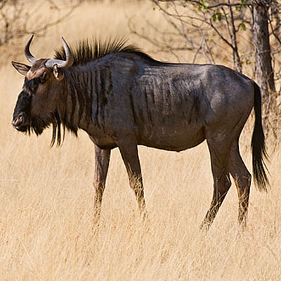 Blue Wildebeest