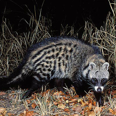 Civet cat