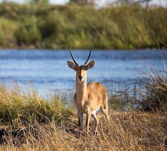 Common Reedbuck