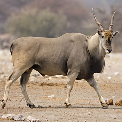 Eland