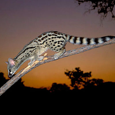 Genet Cat
