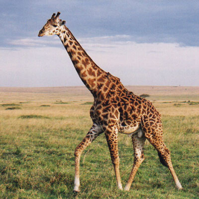 Giraffe