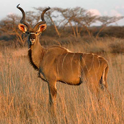 Greater Kudu