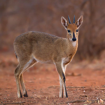 Grey Duiker