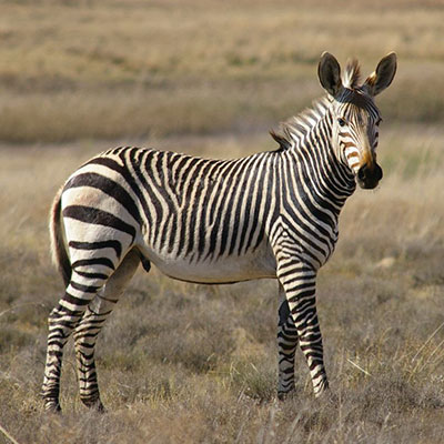 Hartsmanns Zebra