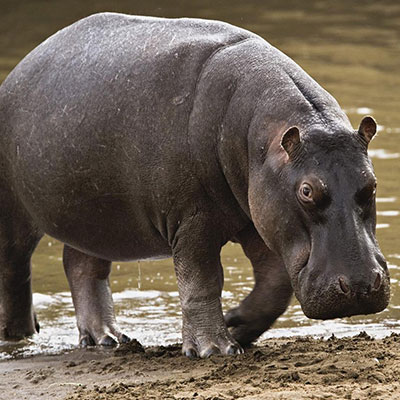 Hippo