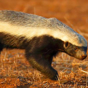 Honey Badger