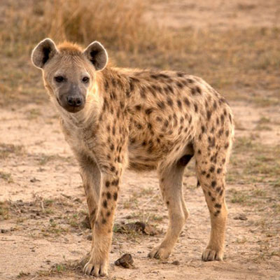 Hyena