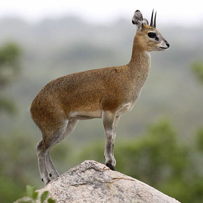 Klipspringer