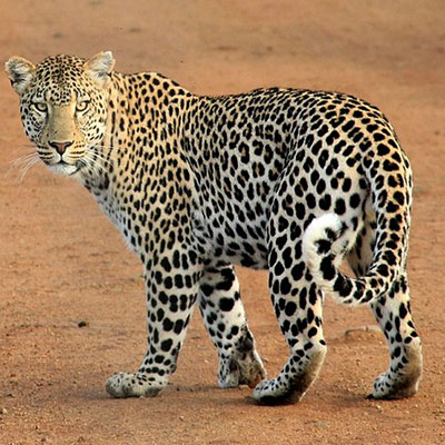 Leopard