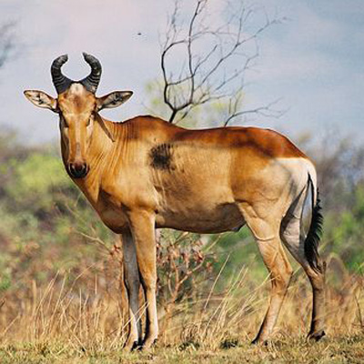 Lichtenstein Hartebeest