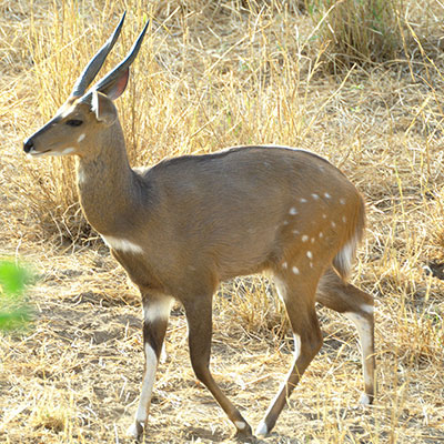 Limpopo Bushbuck