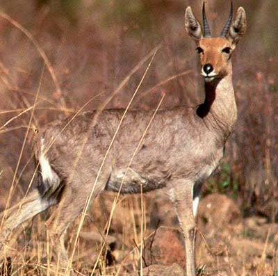 Mountain Reedbuck