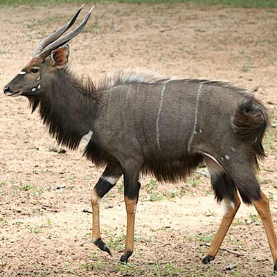 Nyala