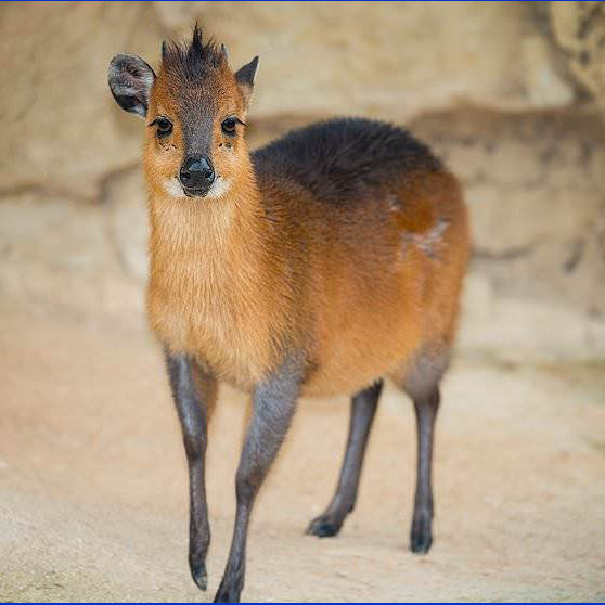 Red Duiker