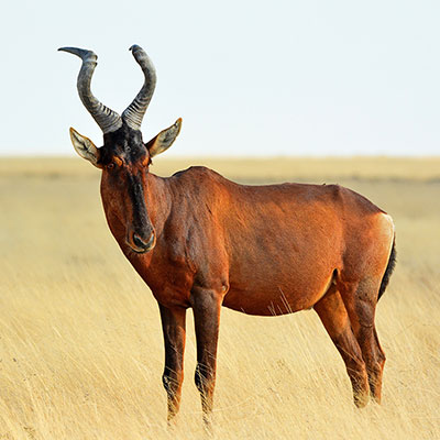 Red Hartebeest