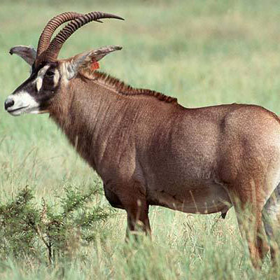 Roan Antelope