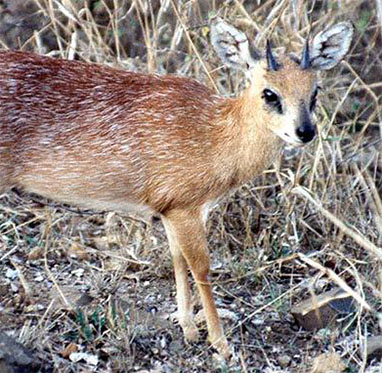 Sharpes Grysbok