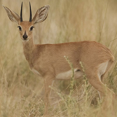 Steenbuck