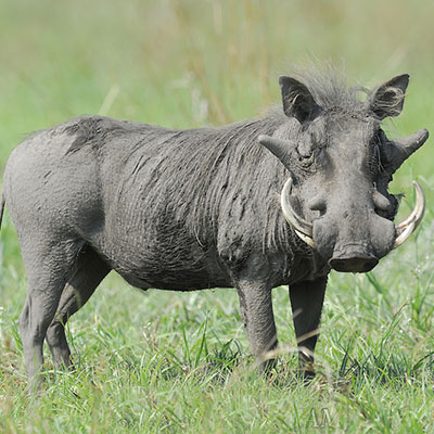 Warthog