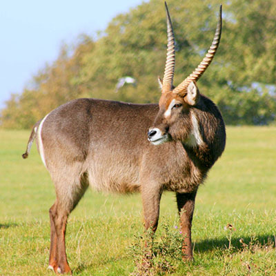 Waterbuck